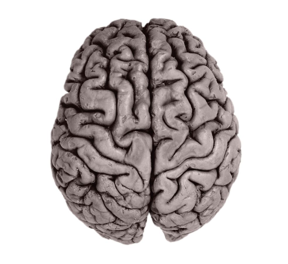 Brain hemispheres.