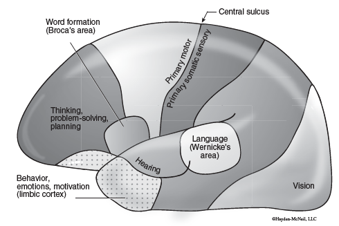 Cerebral cortex functional areas