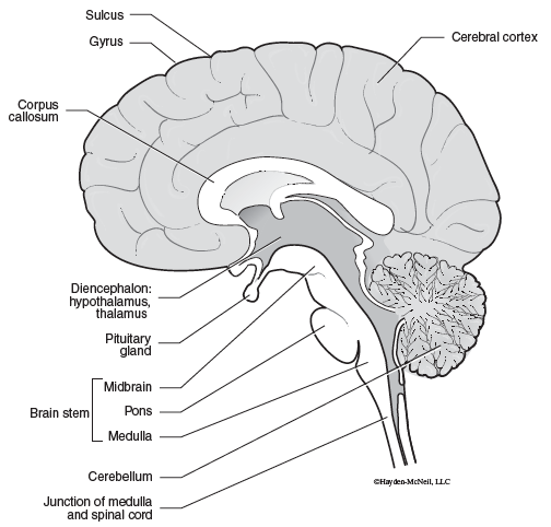Structures of the Brain