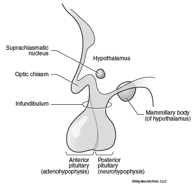 Diencephalon – Pituitary Gland and Hypothalamus