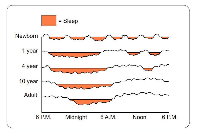 A diagram that shows how much time humans spend in the various states throughout a 24-hour period at different life points – as a newborn, at 1 year, at 4 years, at 10 years, and as an adult.  Even though humans at all life stages show similar patterns of increased and decreased arousal, the amount of time that humans spend in the sleeping states decreases.