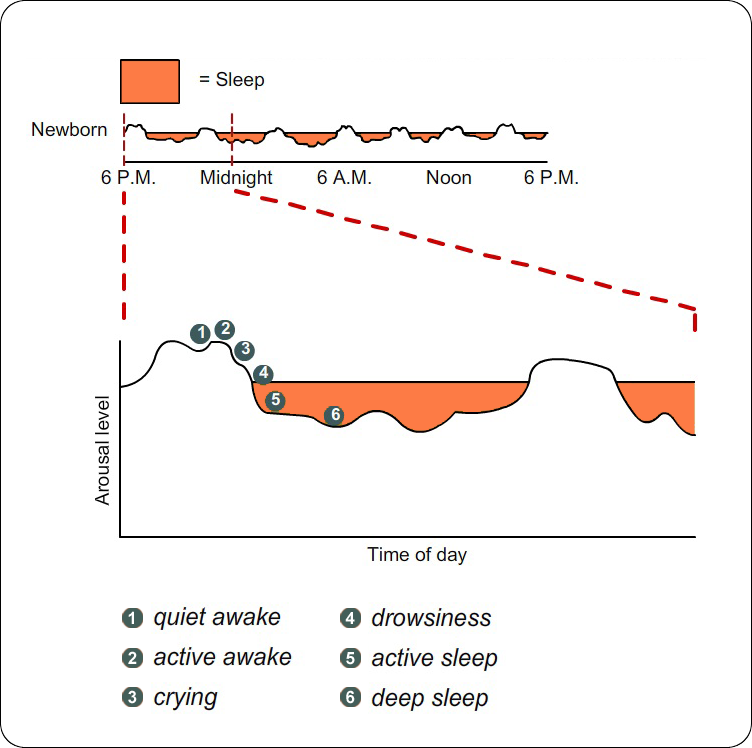 A graph shows how much time the newborn spends in the different waking and sleeping states.  It is a cyclic pattern that repeats itself with some variation during a 24-hour period.